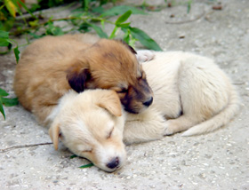 Twee pups
