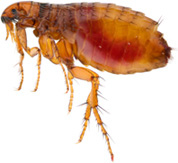 Vlooieninfectie