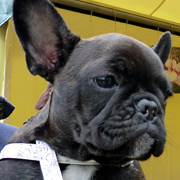 Franse Bulldog