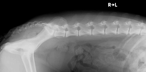 Wervelkolom hond röntgenfoto