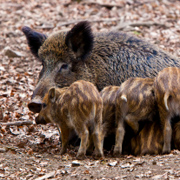 Wild zwijn met jongen