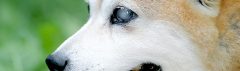 Blinde hond