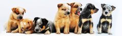 Australian Cattledogs