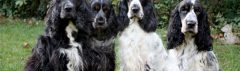 Engelse Cocker Spaniels