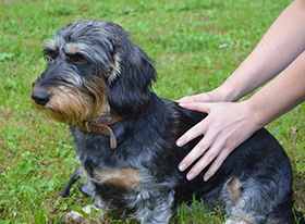 Fysiotherapie bij honden