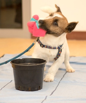 Portaal landbouw heb vertrouwen Elke hond verdient Hersenwerk! - Doggo.nl