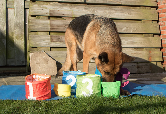 Beste Elke hond verdient Hersenwerk! - Doggo.nl ZQ-61