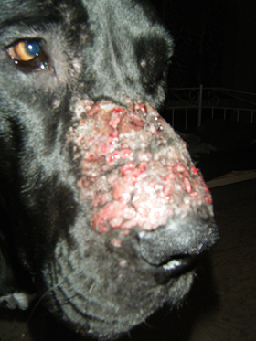 Berenklauw brandwond