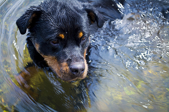 Hond in water