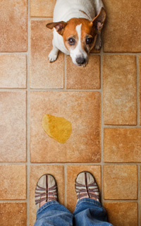 Hond plast binnen