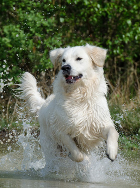 Hond gaat zwemmen