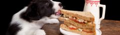 Hond steelt eten