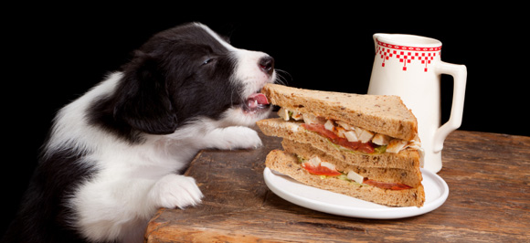 Hond steelt eten