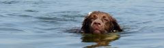 Honden en water