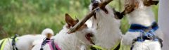 Jack Russell Terriers