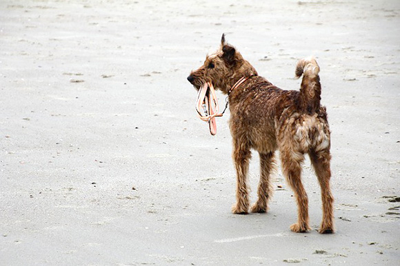 Loslopende hond