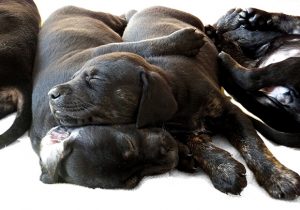 Nest pups
