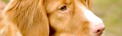 Nova Scotia Duck Tolling Retriever