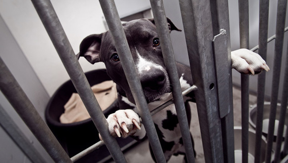 Gezamenlijke selectie uitroepen Lagere school Overweeg een hond uit het asiel - Doggo.nl