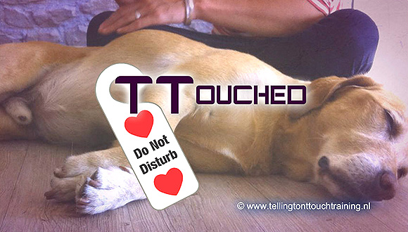 Tellington TTouch® Training voor gezelschapsdieren