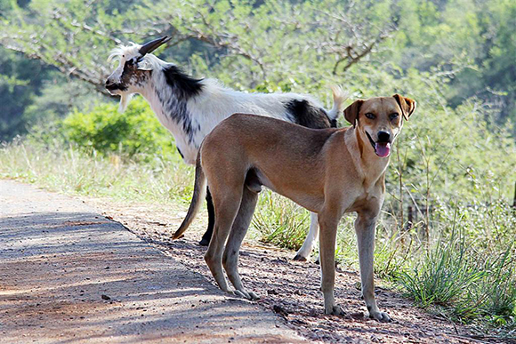 Village dog