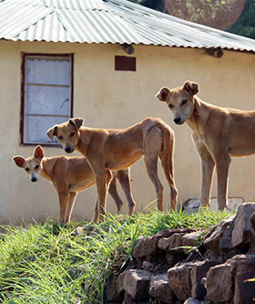 Village Dogs