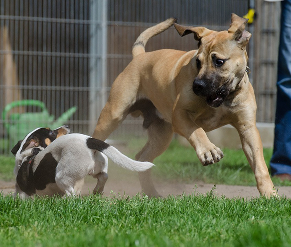 agressief-hondje