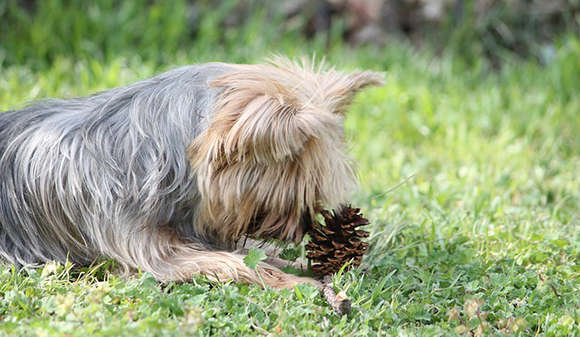 De Yorkie is een nieuwsgierig hondje