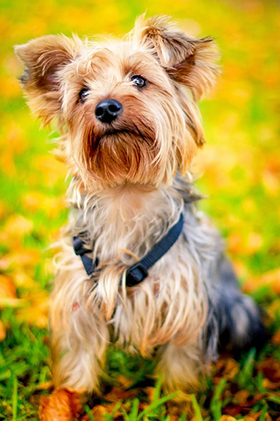 Onaangeroerd kleurstof Transparant De Yorkshire Terrier - Over karakter, verzorging en opvoeding