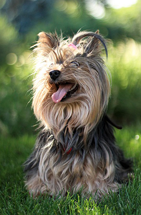 Yorkshire Terrier