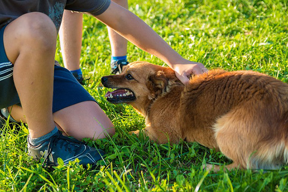 Kind met bange hond