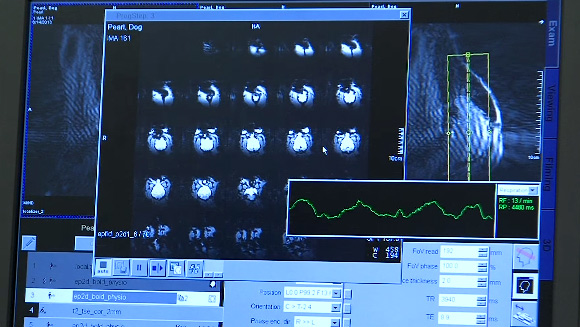 Scans van hondenhersenen