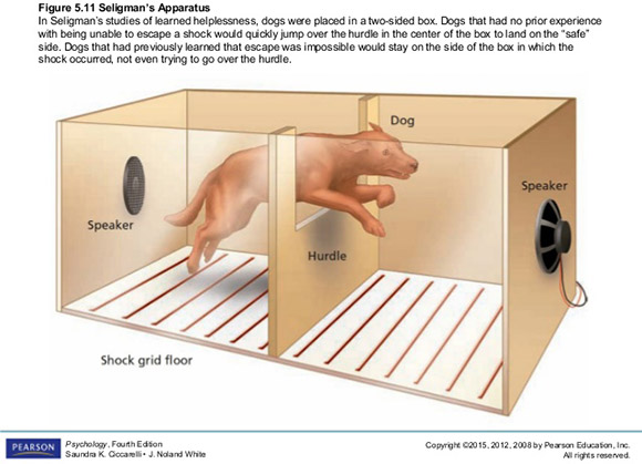 Wetenschap learned helplessness