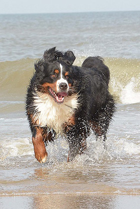 Berner Sennenhond