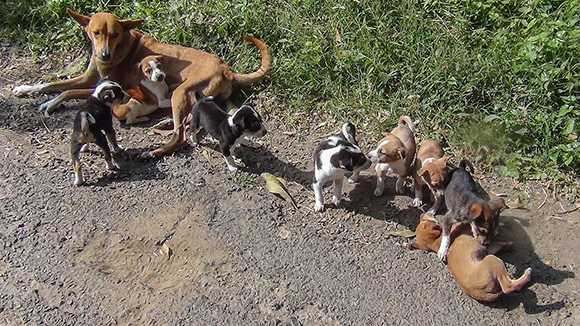 Free ranging dogs in India