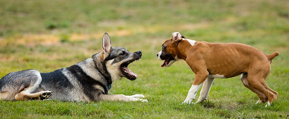 Waarom doet een hond zo?