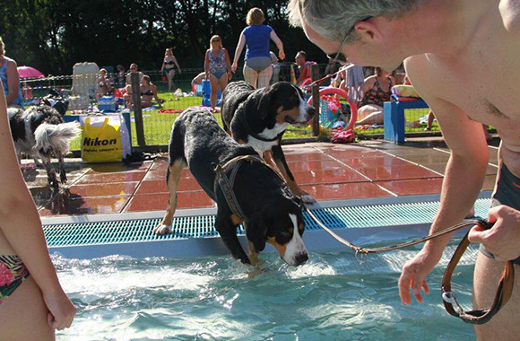 Laat je hond zelf kiezen of hij het water in wil gaan.