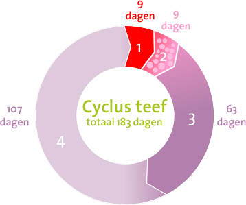 Cyclus van een teef