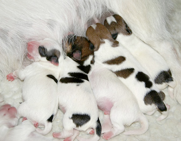 Nestje pups