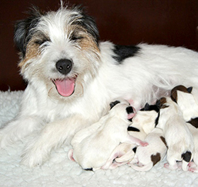 Teefje met haar pups