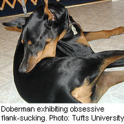 Dobermann flank zuigen