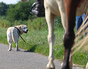 Hond en paard