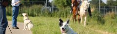 Hond leert paard te negeren