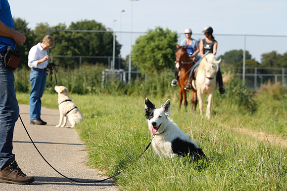 Hond leert paard te negeren