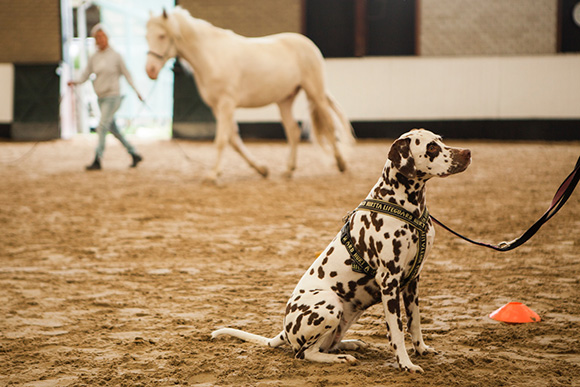 Hond negeert paard