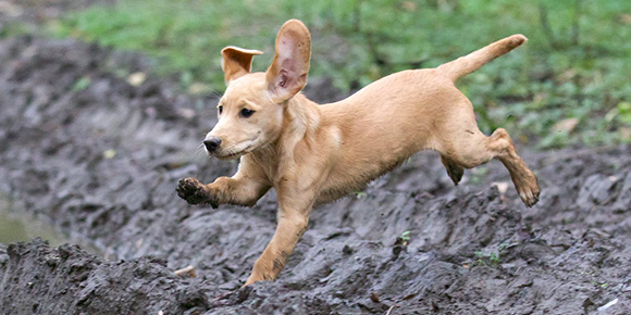 Puppy in de modder