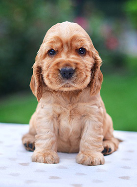 Schattige pup