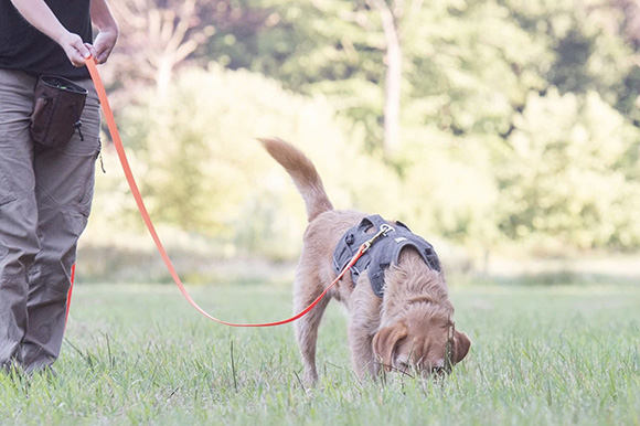 Speuren naar een vermiste hond