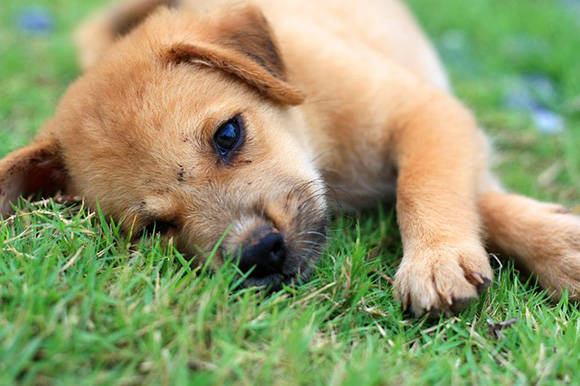 Puppy in het gras