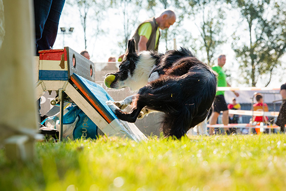 Flyball